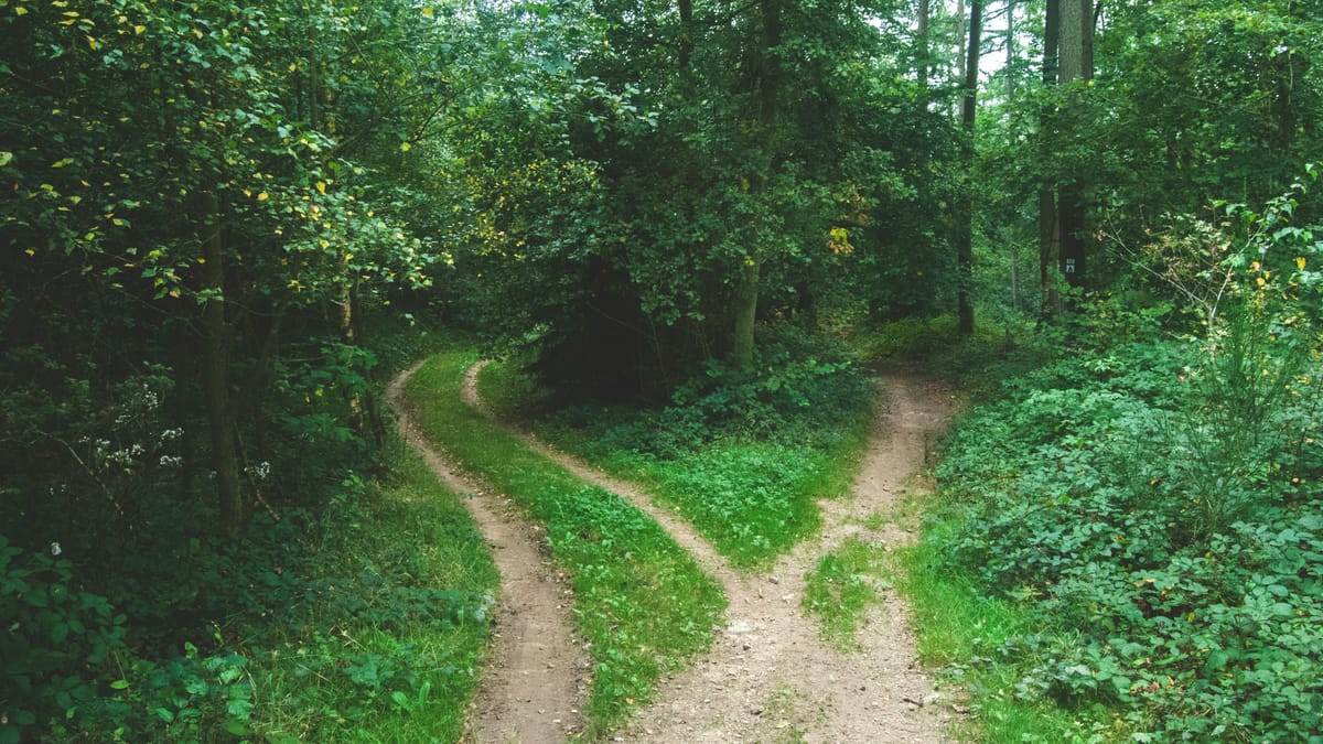 A forest path that forks into two trails among green trees