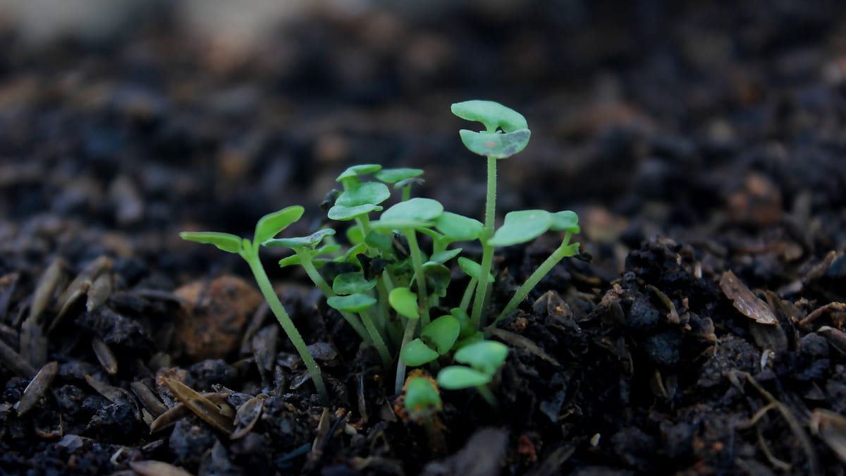 A small green seedling growing out of dark soil